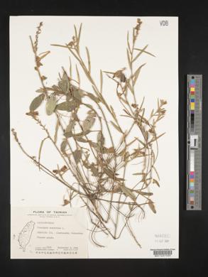 Crotalaria sessiliflora image