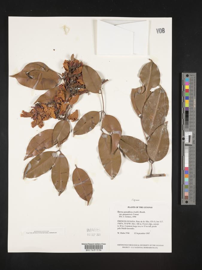 Eperua grandiflora subsp. guyanensis image