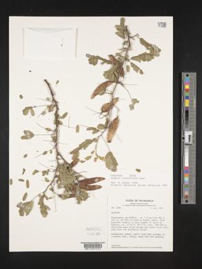 Diphysa minutifolia image