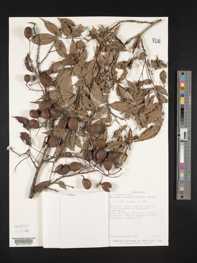 Dialium guianense image