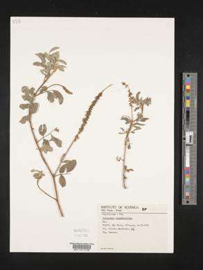 Indigofera lespedezioides image