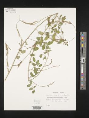 Indigofera lespedezioides image