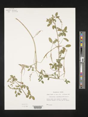 Indigofera lespedezioides image