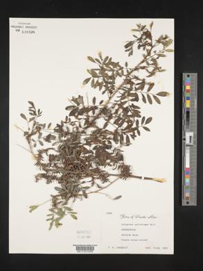 Indigofera suffruticosa image