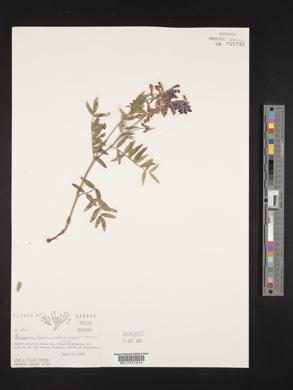 Hedysarum alpinum subsp. americanum image