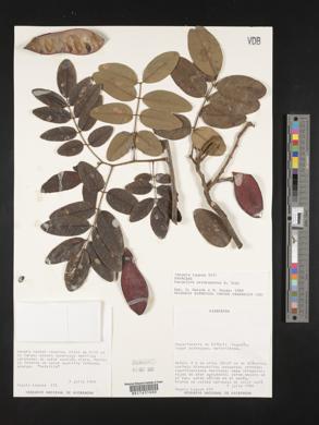 Harpalyce arborescens image