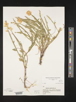 Genista sagittalis image