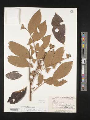 Inga thibaudiana subsp. peltadenia image