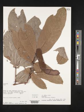 Inga quaternata image
