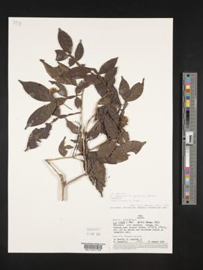 Inga ciliata image