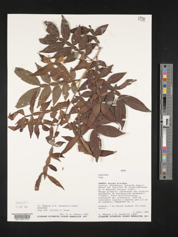 Inga ciliata image