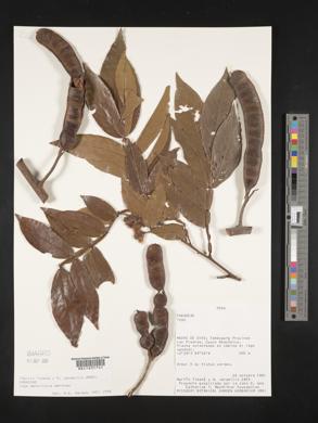 Inga densiflora image