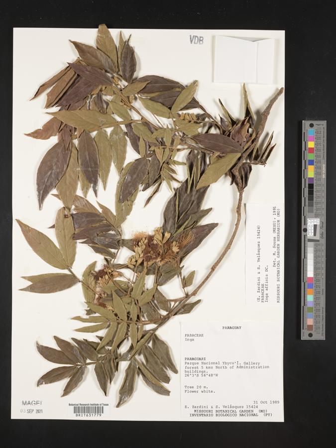 Inga affinis image