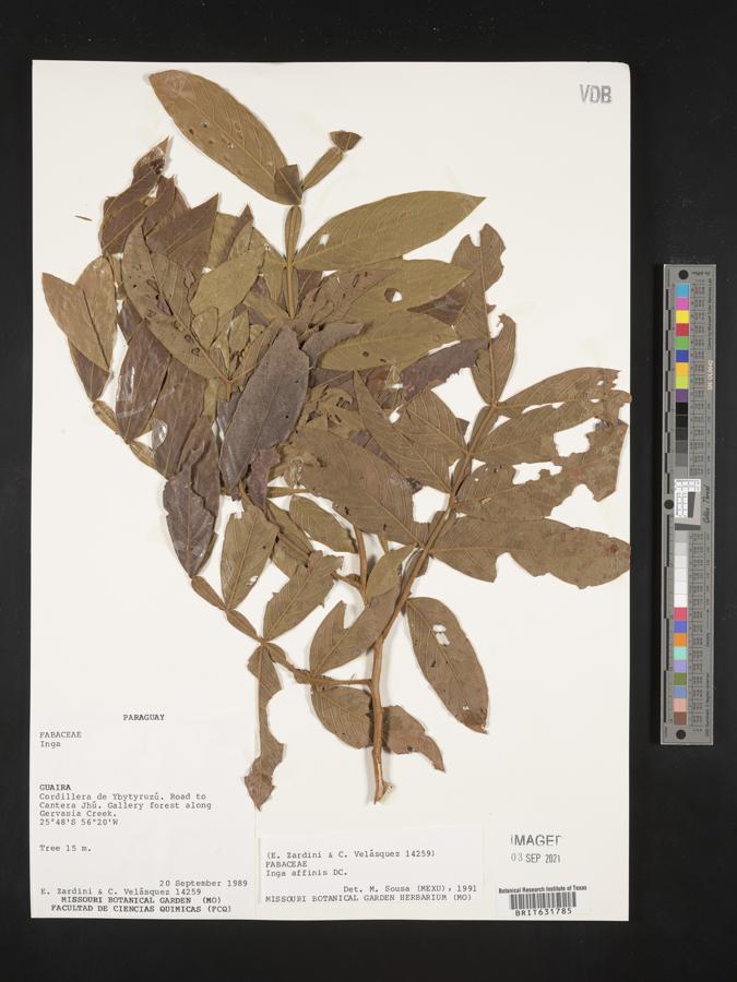 Inga affinis image