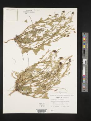 Isotropis cuneifolia image
