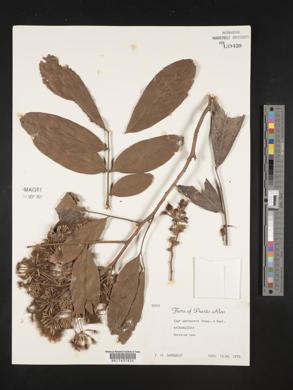 Inga quaternata image