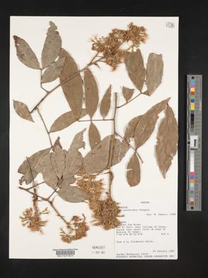 Inga quaternata image