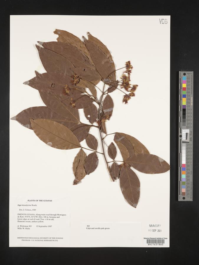 Inga leiocalycina image