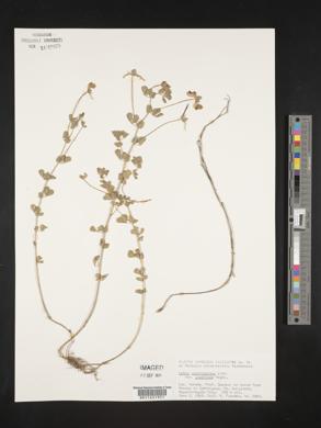 Lotus corniculatus var. japonicus image