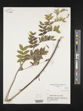 Lathyrus niger image