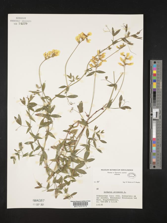 Lathyrus pratensis image