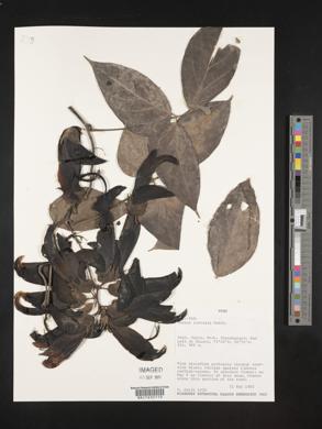 Mucuna rostrata image