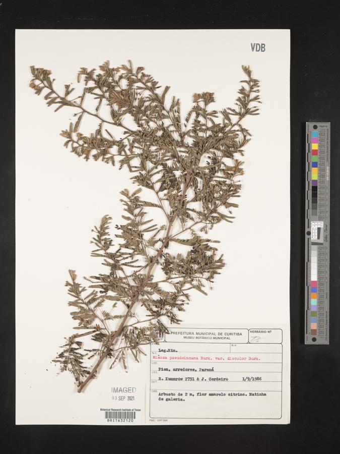 Mimosa pseudincana var. discolor image