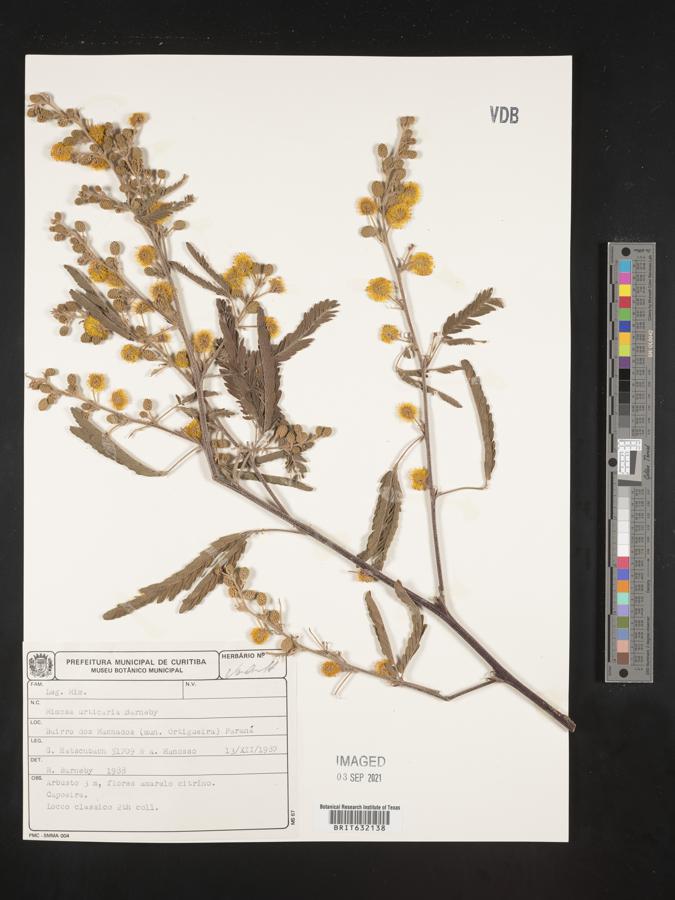 Mimosa urticaria image