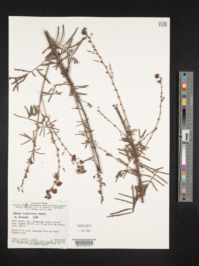 Mimosa somnians var. lasiocarpa image