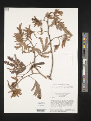 Mimosa aurivillus image