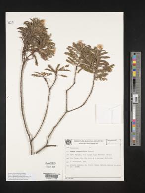 Image of Mimosa congestifolia