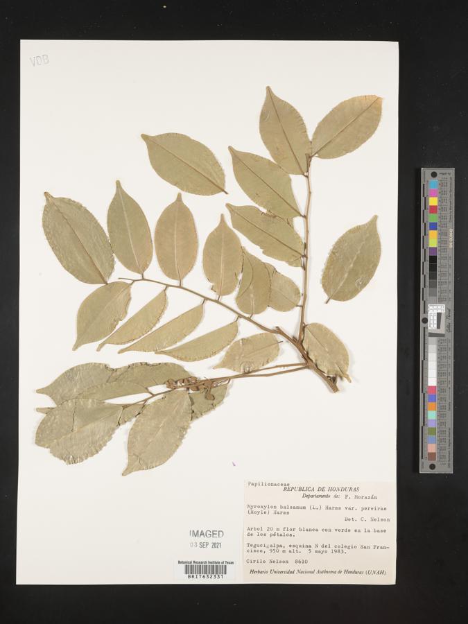 Myroxylon balsamum var. pereirae image