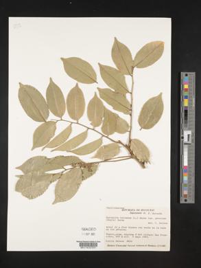 Myroxylon balsamum image