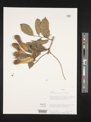 Myroxylon balsamum image