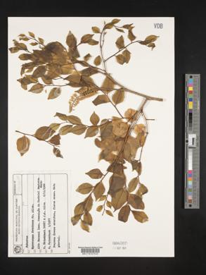 Myrocarpus frondosus image