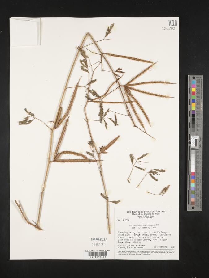 Mimosa quadrivalvis var. leptocarpa image