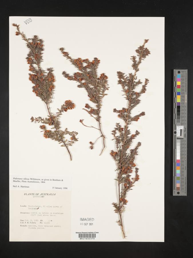 Pultenaea villosa image