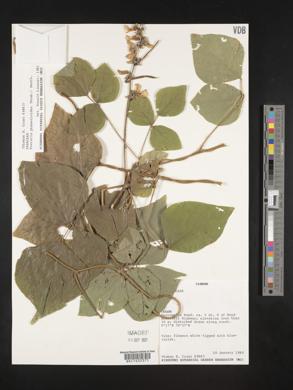 Pueraria phaseoloides image