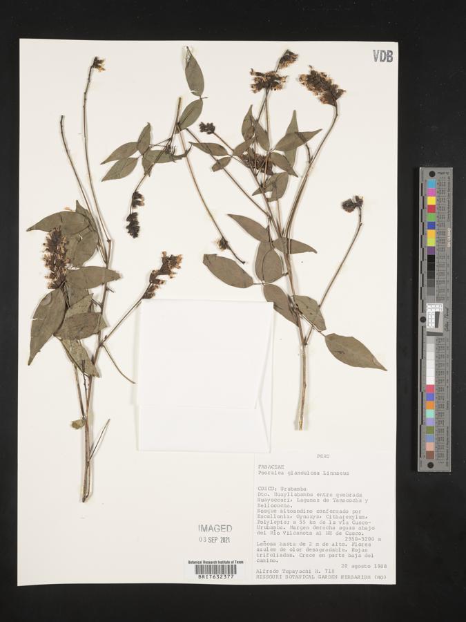 Psoralea glandulosa image