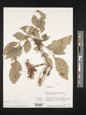 Image of Pithecellobium latifolium