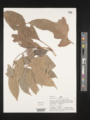 Pithecellobium latifolium image