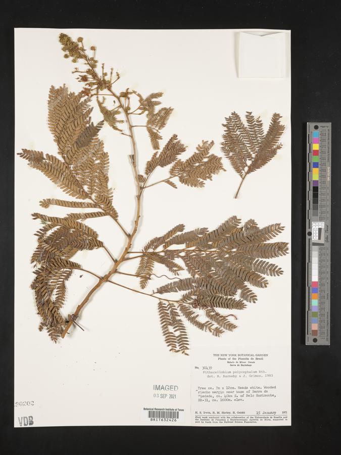 Albizia polycephala image