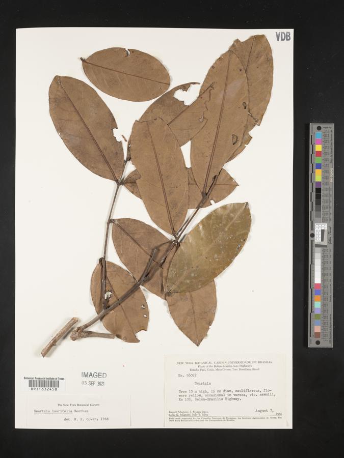 Swartzia laurifolia image