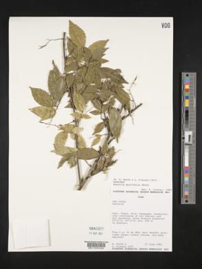 Swartzia myrtifolia image