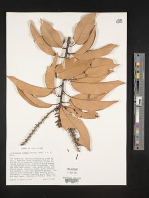 Image of Lithocarpus henryi