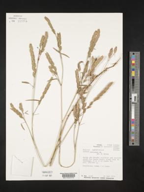 Zornia reticulata image