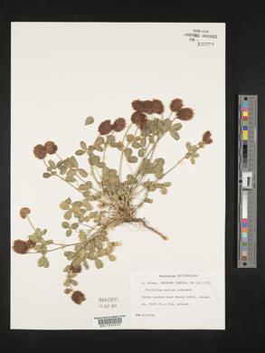 Trifolium badium image