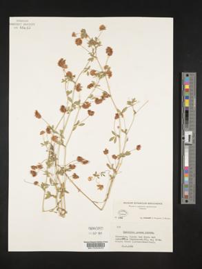 Trifolium patens image