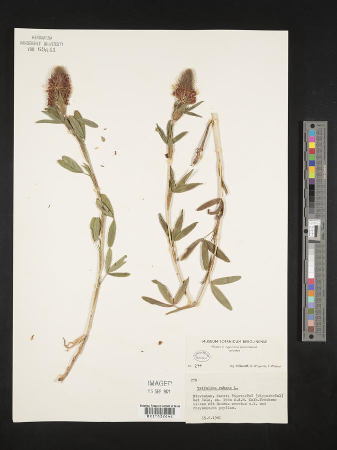 Trifolium rubens image