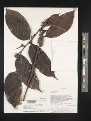Casearia javitensis image